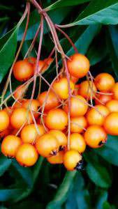 Pyracantha Orange Charmer Autumn Berries for sale online UK