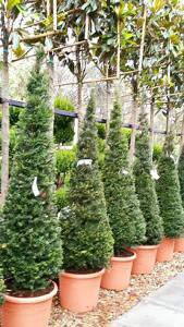 Taxus Baccata Cones for sale online UK plant centre