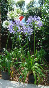 Agapanthus Blue or White Flowering, UK