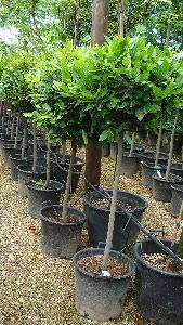 Bay Tree, Lollipop Topiary trees offer to buy online, UK