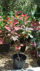 Cotinus Grace Shrub, Buy Online Nationwide