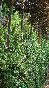 Climbing Hedge of Star Jasmine or Trachelospermum Jasminoides - Paramount Plants garden centre and online shop, UK