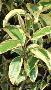 Ligustrum Japonicum Superbum Variegated Mature Trees buy online, UK delivery