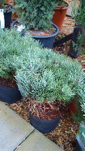 Pinus Sylvestris Watereri or Walter Pine Buy Online UK