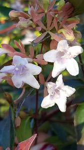 Abelia X Grandiflora or glossy Abelia flowering at our London garden centre, for sale online UK delivery.