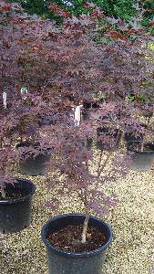 Acer Palmatum Bloodgood for sale at Paramount Plants, Acer specialist nursery in London, UK