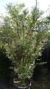 Acer Palmatum Butterfly, a variegated Acer (also known as Japanese Maple)