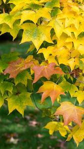 Acer Cappadocicum Rubrum foliage turning colour in Autumn, these trees for sale with UK delivery