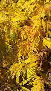 Acer Palmatum Dissectum  for sale - great spring and summer colour