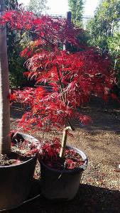 Acer Dissectum Garnet Feathered Trees for sale online UK