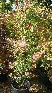 Acer Palmatum, Orido Nishiki, Acers Specialists - nationwide delivery UK