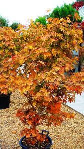 Acer Palmatum Atropurpureum, Acers for Sale, London, UK 