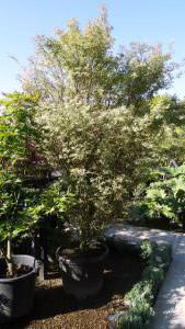 Acer Palmatum Butterfly Trees - available from Paramount Plants UK