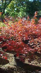 Acer Palmatum Chitoseyama, Paramount Plants