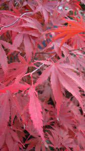 Acer Palmatum Chitoseyama, Acer Specialists, Paramount Plants and Gardens