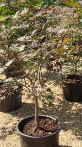 Acer palmatum Chitoseyama, Japanese maple stockists, London UK