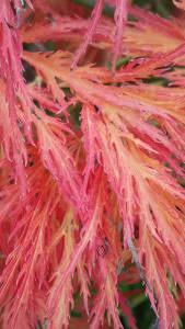 Acer Palmatum Dissectum Feathered for sale online UK