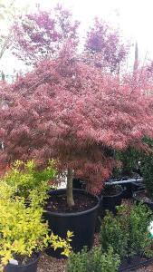 Acer Palmatum Dissectum Garnet Specimen, Acers UK