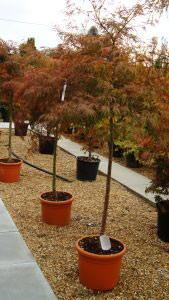 Acer Palmatum Dissectum Garnet, Japanese Acers for Sale, London UK - For sale UK.