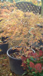 Acer Palmatum Dissectum Tree -  for sale in London and online with nationwide delivery UK and Ireland