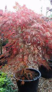 Acer Dissectum Feathered tree in Autumn for sale online UK