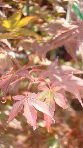 Foliage of Acer Palmatum Atropurpureum, London Tree Nursery, UK. Available to buy online UK.