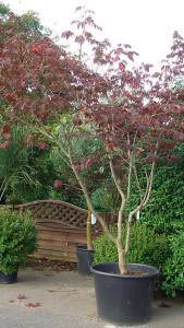 Acer Aconitifolium trees for sale online with UK delivery