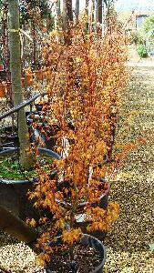 Acer Palmatum Katsura Spring Foliage, Acer Specialists