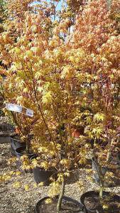 Acer Palmatum Katsura, autumn coloured foliage for sale online UK