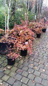 Acer Palmatum Shindeshojo Tree, UK