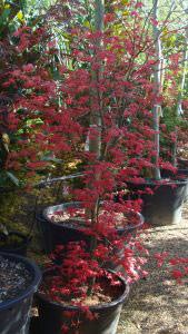 Acer Palmatum Shindeshojo also known as the Spring Ruby Tree - for sale UK.