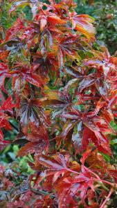 Autumnal colours of Japanese Acer Palmatum Shishi gashira trees, UK