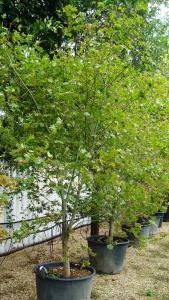 Japanese Acers at Paramount Plants acer specialists in London, UK. We sell online.