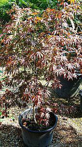 Acer Palmatum Trompenburg, Red foliage acers, Trees and Shrubs London UK. We sell online.