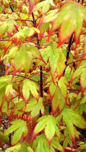 Acer Palmatum Tsumagaki Acer, Japanese Acers to buy online