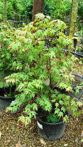 Acer Palmatum Tsumagaki, early Summer Foliage