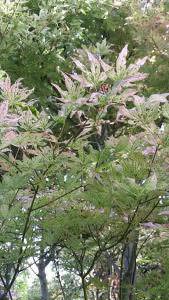 Japanese Maple, Acer Palmatum Ukigumo, variegated specimen tree, for sale at our London plant centre, UK