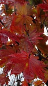 Palmate leaves of the Japanese Downy Maple Tree for sale UK
