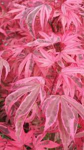 Acer Palmatum pink passion - spring foliage. For sale online at our London plant centre, UK