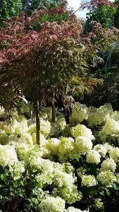 Acer Shirazz underplanted with Hydrangea Paniculata - buy online UK garden centre.