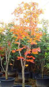 Acer Palmatum Japonica Vitifolium, Japanese Acers UK