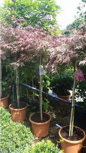 Acer Palmatum Shirazz - this is variegated Acer in half standard shape
