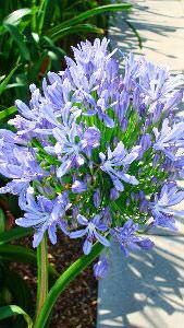 Agapanthus Africanus, Flowering Shrubs to buy online