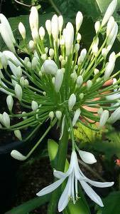 Agapanthus Africanus Albus - white African lily buy online UK