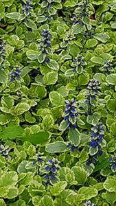 Perennial for ground cover, Ajuga Reptans Golden Beauty plants for sale online UK