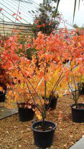 June Berry ornamental tree - with beautiful Autumn coloured foliage, this tree is for sale at our London plant centre, UK