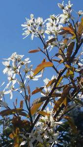 Amelanchier Lamarckii in bloom, buy from our London garden centre & online with UK delivery.