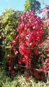 Virginia Creeper (also known as American Woodbine or Five Leaved Ivy), captured here in its full autumn glory