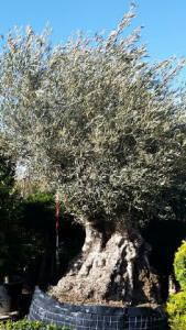 Olive Trees, Evergreen Trees, UK - Buy 1 Get 1 Free!