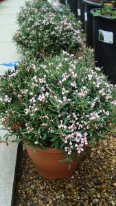 Andromeda Flowering, Shrubs, UK